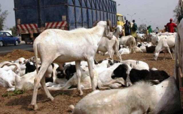 Kaolack – Accident à Kahone : Un camion tue un éleveur et une dizaine de ses moutons