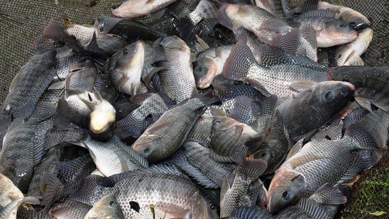 Bénin : l’Etat interdit l’importation du tilapia, les importateurs rechignent
