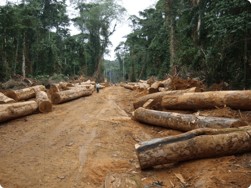 Ziguinchor : 13 morts et 9 blessés dans la forêt classée de Boffa Bayote
