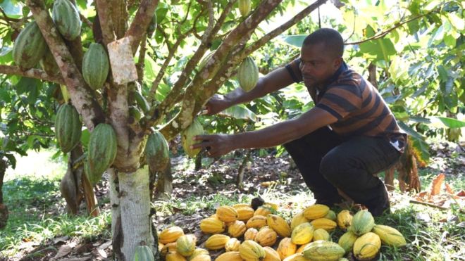 Côte d’Ivoire : L’économie menacée par le réchauffement climatique, la survie de la filière cacao en jeu