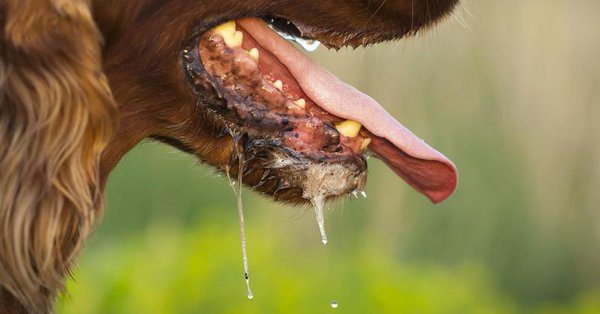 Infecté par la salive de son chien, un homme a été amputé des quatre membres