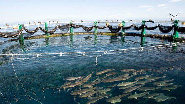 Difficultés de la pêche artisanale à Saint-Louis : L’aquaculture, une alternative pour faire face à la problématique