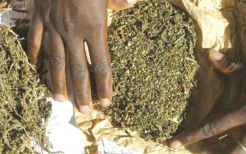 Kolda : Plus de 50kg de drogue tombent entre les mains des limiers