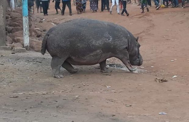 Kédougou : « La décision d’abattre l’hippopotame n’était nullement l’intention des autorités », clame-le commandant et chef de la faune Moussa Ndour