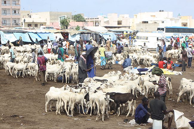 Tabaski 2019-La région de Saint-Louis excédentaire de plus de 7000 moutons