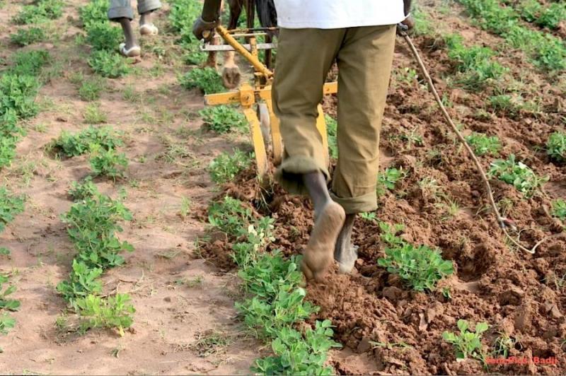 Rareté des pluies : Éleveurs et agriculteurs dans l’inquiétude