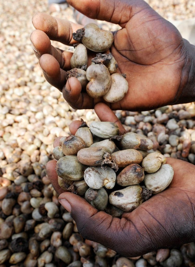 ZIGUINCHOR : Le Sénégal transforme moins de 5% de la production totale d’anacarde en Casamance