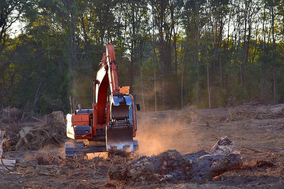 Déforestation : L’Afrique a enregistré le plus fort taux de perte forestière en dix ans (Rapport FAO)