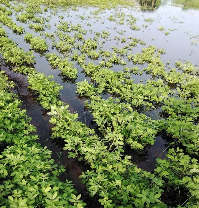 Kaolack : Des dizaines d’hectares de cultures d’arachides envahies par les eaux pluviales à Gandiaye, les paysans appellent à l’aide