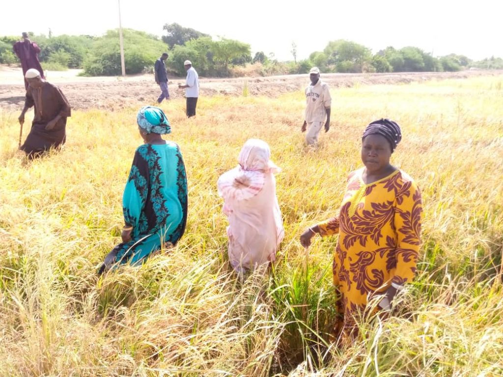 Riziculture : Le PGIRE au chevet des producteurs du Walo