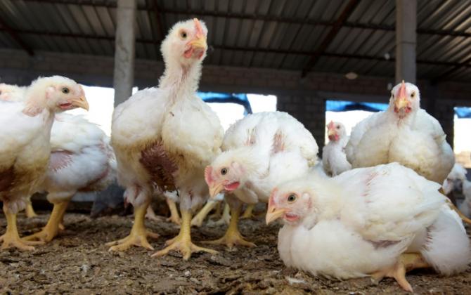 Grippe aviaire : Après le Mali, la Gambie suspend ses importations de volailles en provenance du Sénégal