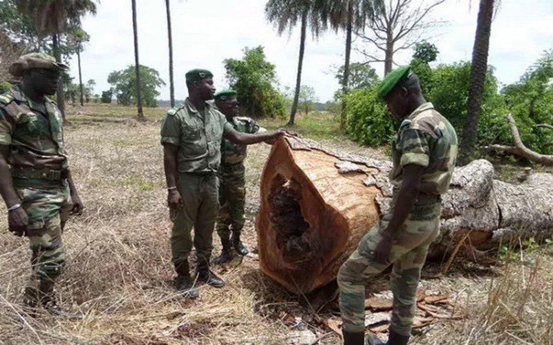 Tambacounda : Trois individus, dont un père et son fils, condamnés à six mois ferme pour coupe illicite de bois