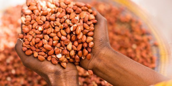 Campagne agricole : Foundiougne attend 2027 tonnes de semence certifiées d’arachide