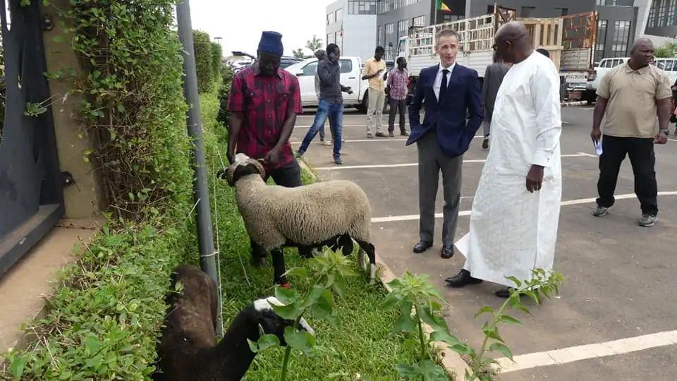 Elevage et Productions animales : La race Bizet fait son entrée au Sénégal