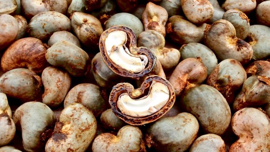 Ziguinchor : Seuls 3% des 82000 tonnes de noix de cajou collectées lors de la dernière campagne sont transformés au Sénégal