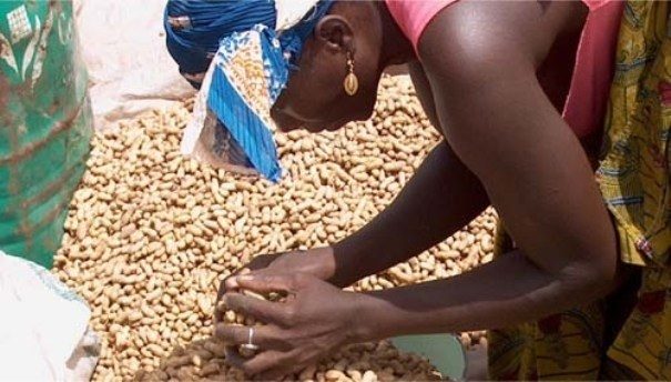 Collecte des semences : Près de 277 tonnes de semences d’arachide certifiées collectées à Thiès