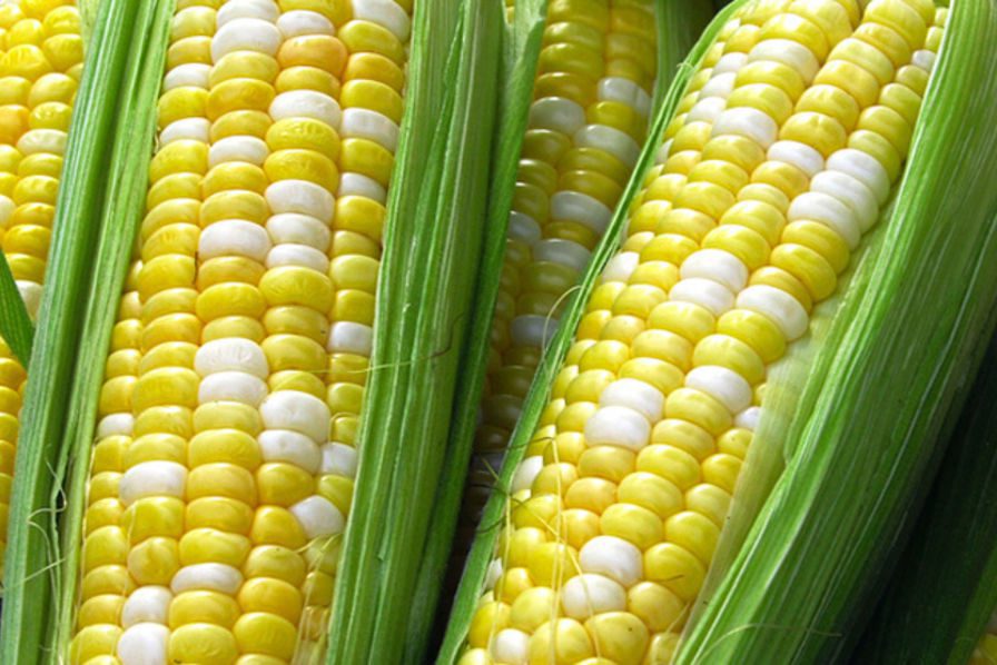Pour l’agro-écologie et la souveraineté alimentaire : La Dytaes milite pour l’abrogation de la loi sur les OGM