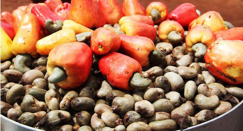 Commercialisation de noix d’anacarde : La SONACOS prêt à dégager »10 à 13 milliards de FCFA » pour la prochaine campagne