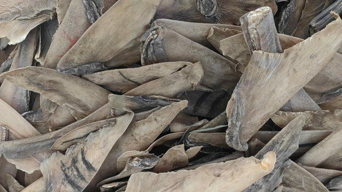 Criminalité faunique : 550 kg d’ailerons de raies séchés saisis par la douane