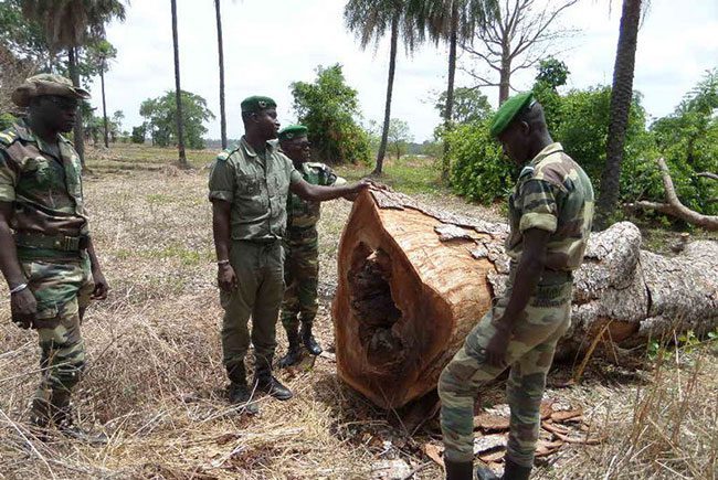 Exploitation forestière clandestine : Plus de 9.800 gros troncs d’arbres saisis en 2022 (officiel)