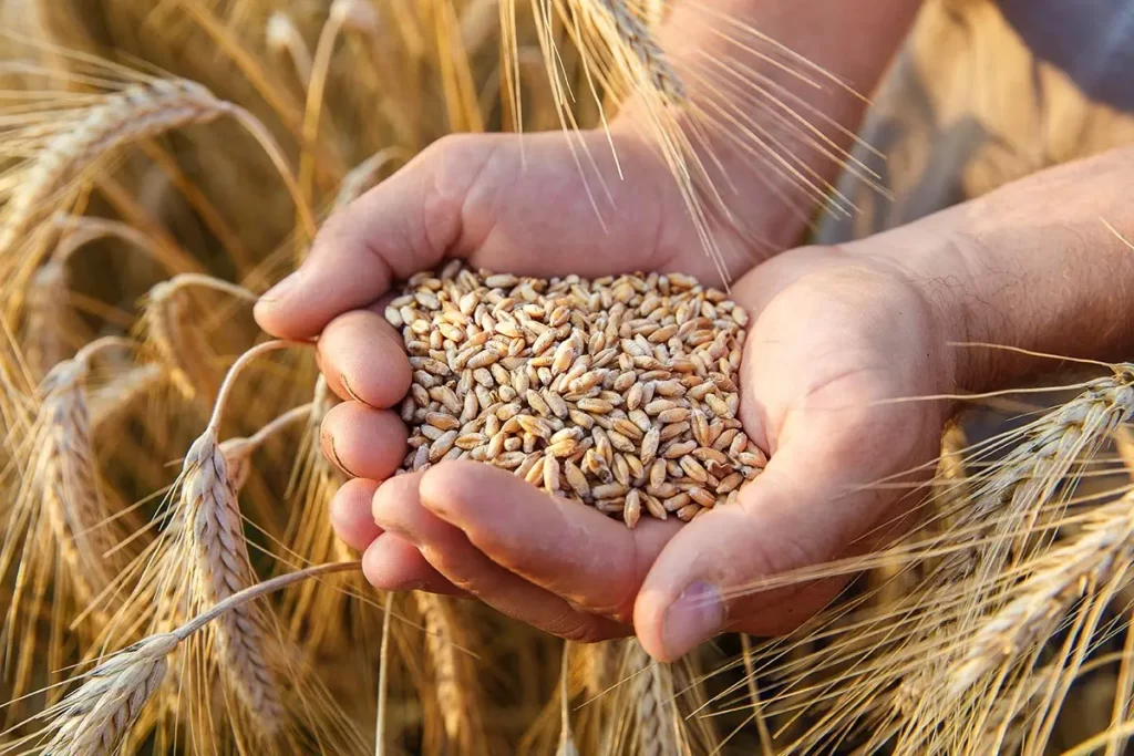 Agriculture : l’Égypte promet 500 tonnes de blé au Sénégal