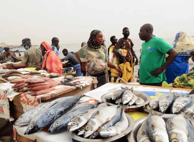 Pénurie de poissons à Kédougou : Les mareyeurs plaident pour la construction d’une chambre froide