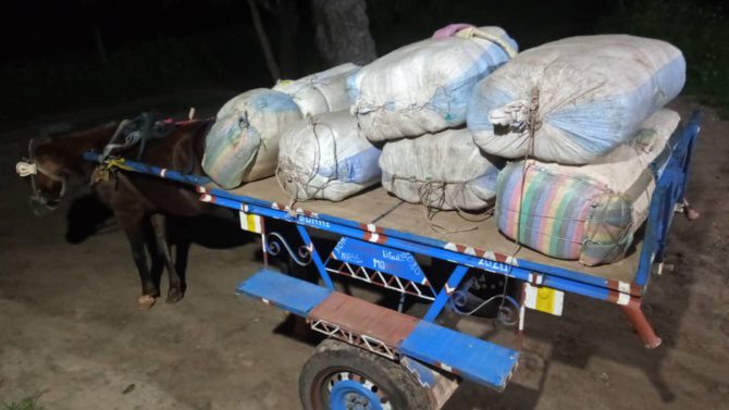 Kaffrine : 83 kg de chanvre indien saisis à Kahi, deux individus arrêtés