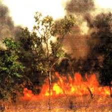 Feu de brousse : Une centaine de champs ravagés par les flammes à Dagana