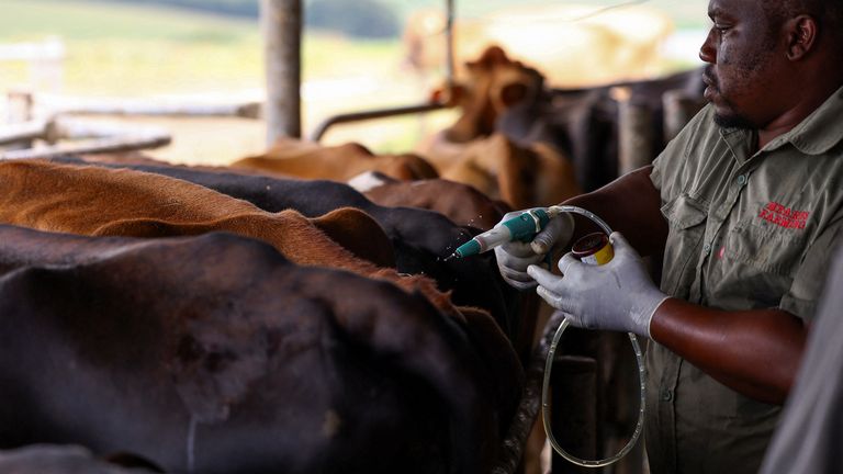 La Zambie ferme sa frontière au bétail sud-africain face à la fièvre aphteuse