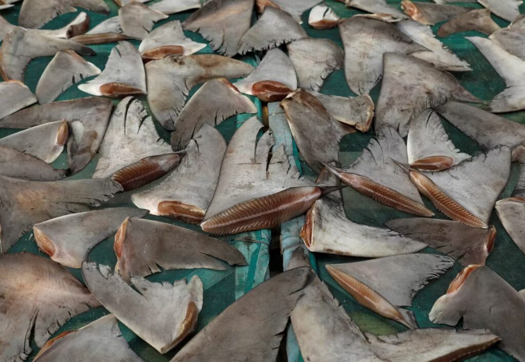 Sénégal : une ONG dénonce l’ampleur du trafic des ailerons de requin