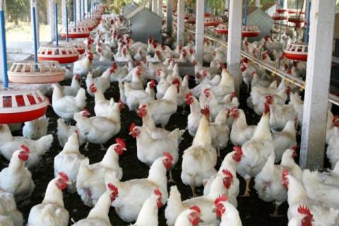 Aviculture: Plan d’urgence contre l’influenza aviaire hautement pathogène