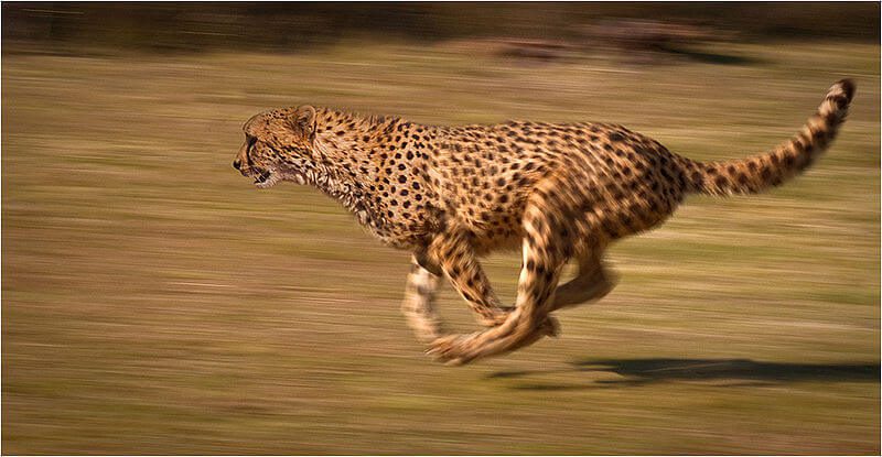 La science perce le mystère de la vitesse du guépard