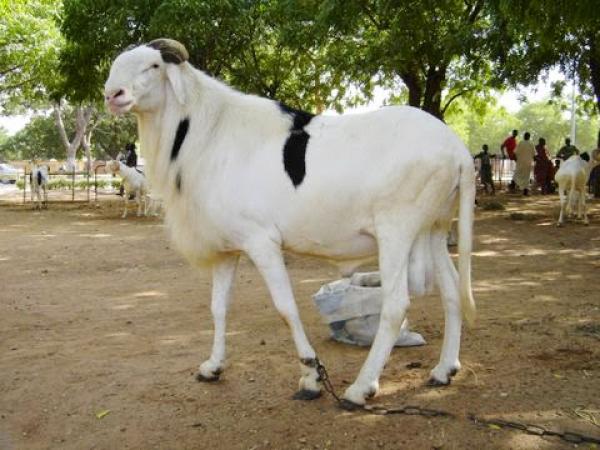 La Tabaski sera célébrée au Sénégal le 12 août !