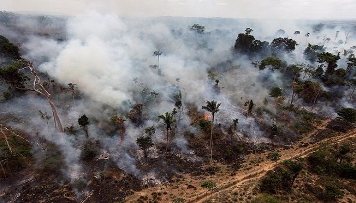 Planète – Environnement : La déforestation a atteint les 51% en 2016