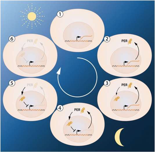 Prix Nobel Médecine 2017 : Ce qu’il faut savoir sur l’horloge biologique