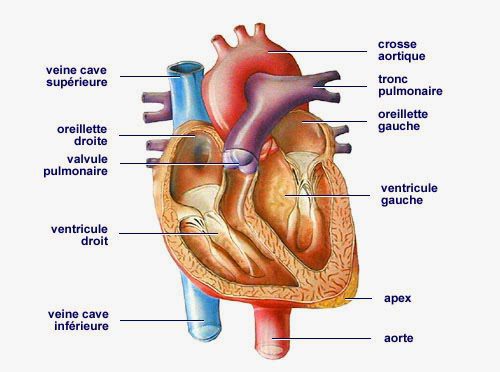 Santé : Des mircoARN artificiels pour régénérer le cœur