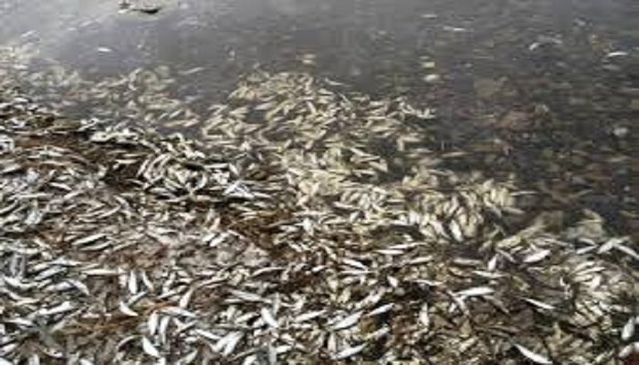 Toubacouta – Pêche : 8000 poissons meurent, les techniciens évoquent un manque d’oxygène
