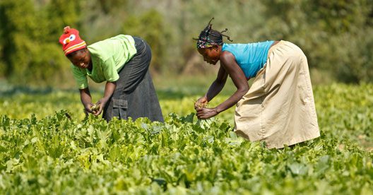 La FAO aide l’Afrique subsaharienne à développer un programme régional de formation en épidémiologie de terrain pour les vétérinaires
