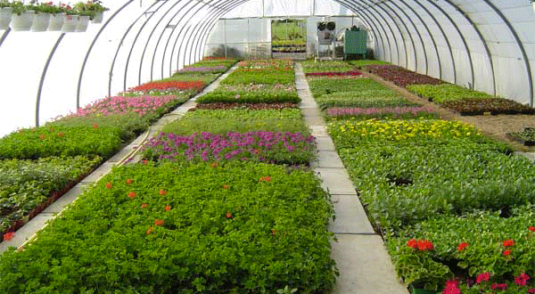Le Sénégal a exportés 106.200 tonnes de produits horticoles en 2017