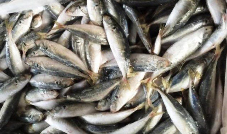 Madagascar : La ‘sardinelle’, cause la mort de huit personnes par intoxication alimentaire.