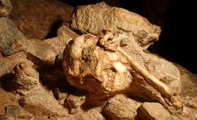 ‘Little Foot’ un nouvel ancêtre de l’humanité découvert à Johannesburg.