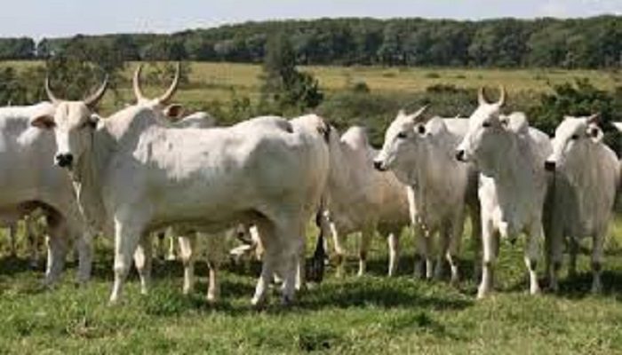 Elevage – Amélioration des bovins : 13 bovins guzéra remis dans 4 départements de Tambacounda