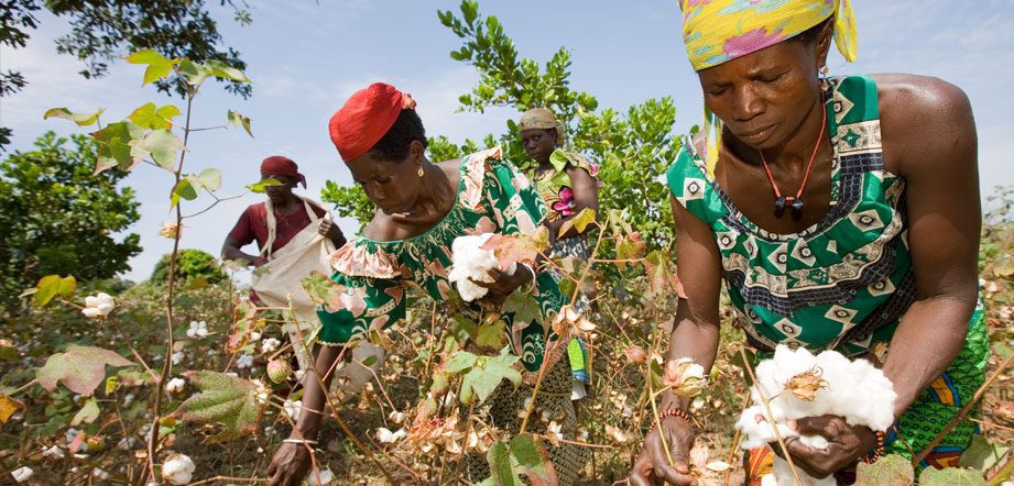 Le Mali reprend sa première place de producteur de coton africain