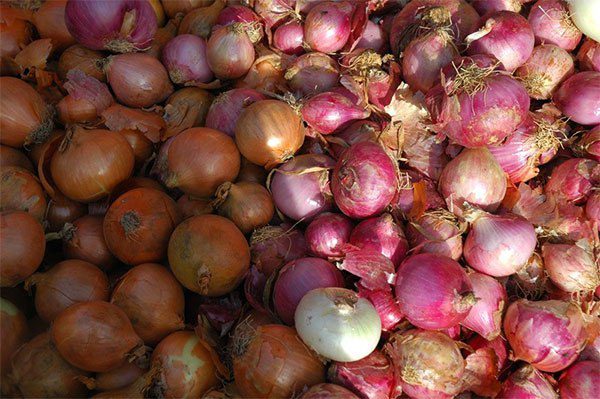 Saint-Louis : La pluie occasionne prés de 7000 tonnes de perte de la production d’oignon