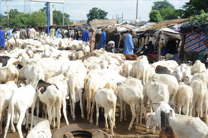 Tabaski 2021 : Aly Saleh Diop rassuré du niveau d’approvisionnement en moutons