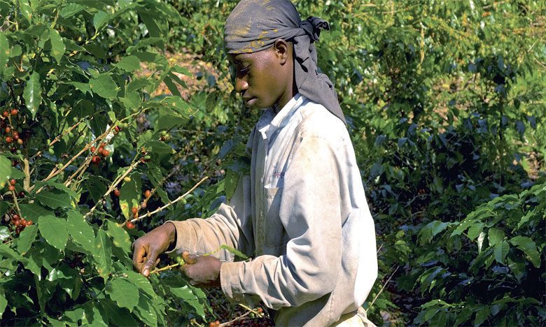Les exportations africaines menacées par le réchauffement climatique