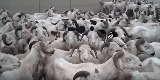 Tabaski 2018 : 750.000 moutons attendus