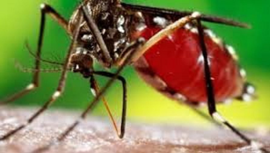 A Fatick, la dengue s’accentue…huit personnes atteintes