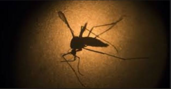 Dengue à Fatick : Désormais à 12 cas, la ville est saupoudrée