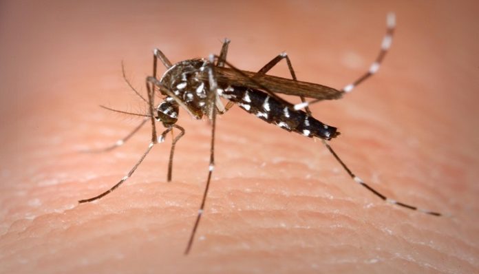 Sénégal : La Dengue refait surface, 22 cas signalés à Rosso-Sénégal